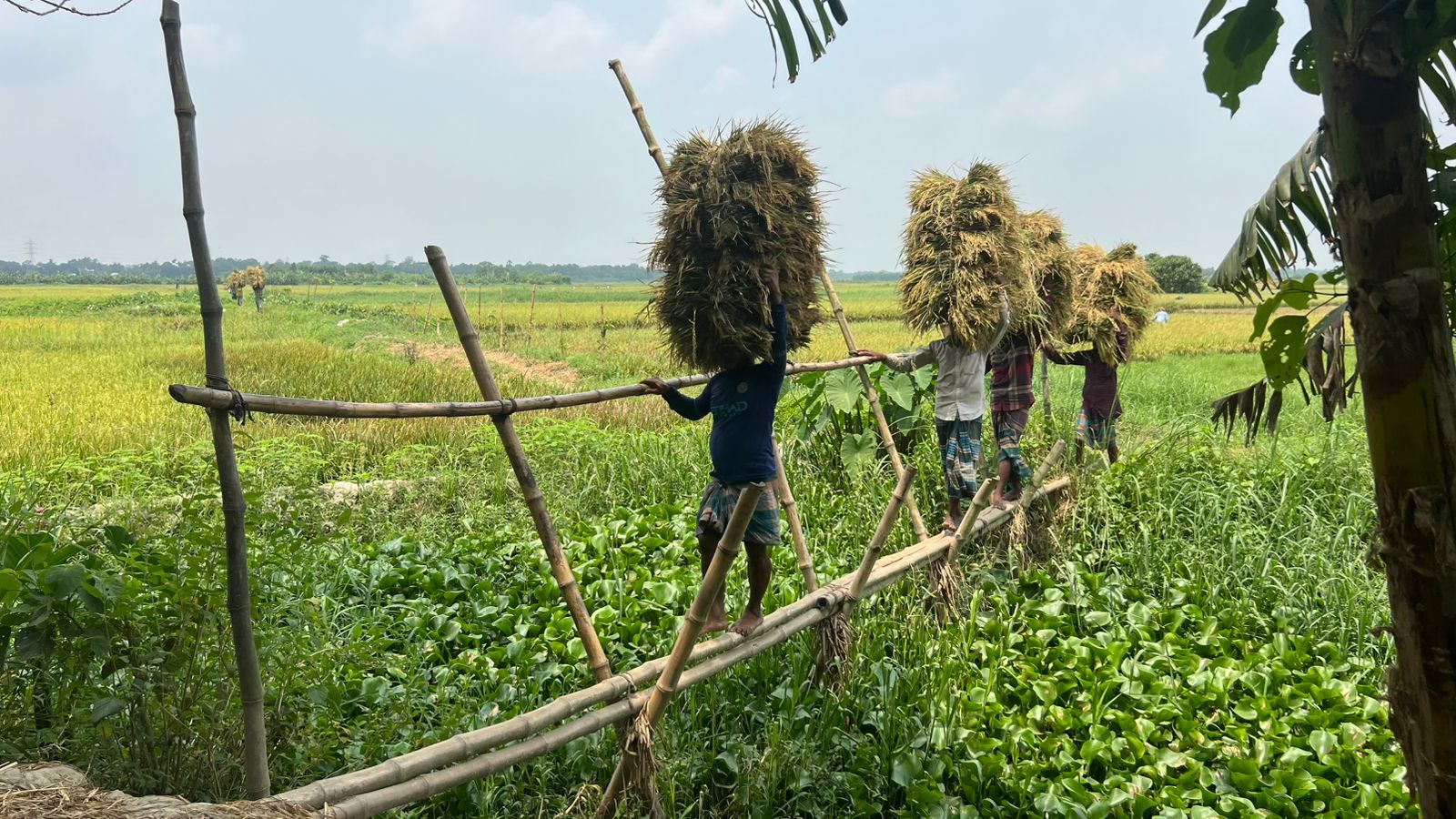 ফসল ঘরে তুলতেই যুদ্ধ—বাঁশের নড়বড়ে সাঁকোয় জীবন ঝুঁকিতে শোলাপুকুরিয়া-ভবানীপুরের মানুষ